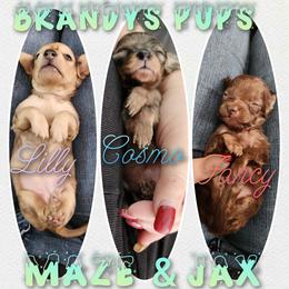 Dachshund Puppies from Brandys Pups