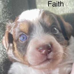 Faith - Red tri female Miniature Australian Shepherd puppy in Kentucky from Natural Life Ranch