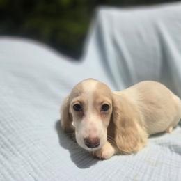 Henry - Piebald male Dachshund puppy in Tuscaloosa, Alabama from Watermelon Doxies
