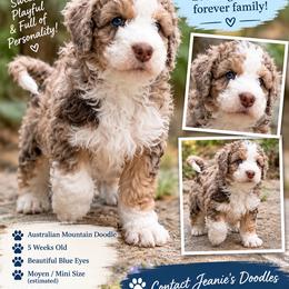 Casper - male Australian Mountain Doodle puppy in Blue Springs, Missouri from Jeanie’s Doodles