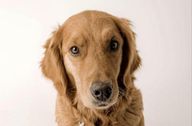 Golden Retriever Headshot
