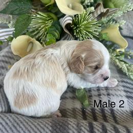 Boy 2 - Blenheim male Cavalier King Charles Spaniel puppy in Greensburg, Kentucky from Kentucky Cavalier King Charles Spaniels