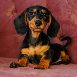 Jan - Black and tan female Dachshund puppy in Temecula, California from Naomi Magee's Dachshund Kennel
