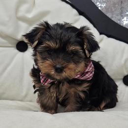 Rory - Blue and gold male Yorkshire Terrier puppy in Monticello, Iowa from Ashley’s Puppies