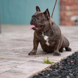'Sansa' - Blue Beindle Adult Female - Blue female French Bulldog puppy in Gulf Breeze, Florida from SW Frenchies