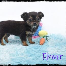 Flower - Black and tan female Chihuahua puppy in Demorest, Georgia from Sourpatch Chihuahuas