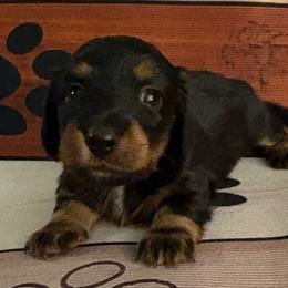 Darla - Black and tan female Dachshund puppy in Charlottesville, Virginia from AKJ’s Dachshunds