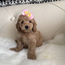 Zuza - Cream female Goldendoodle puppy in Davie, Florida from Daviegoldendoodles