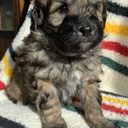 Aussiedoodle and Australian Shepherd Puppies from Homestead Aussies & Doodles