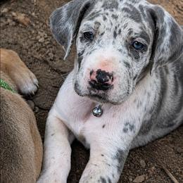 Elrond - Harlequin male Great Dane puppy in Citra, Florida from AEW Farm