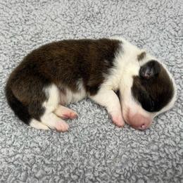 Cosmo (brindle) - Brindle and white male American Corgi puppy in Waco, Texas from The Comma Corgis