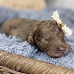 Solara- Purple Collar - Chocolate merle female Bernedoodle puppy in Oak Hills, California from High Desert Doodles