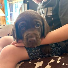Reese's (orange collar) - Chocolate male Labrador Retriever puppy in Bandera, Texas from The Sugar & Spice Ranch Labrador Retrievers