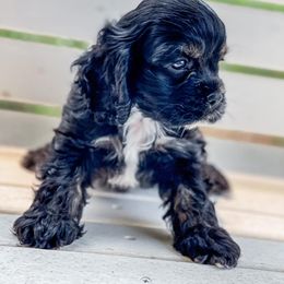 Cocker Spaniel Puppies from Priceless Pups