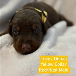 Yellow Collar - Red and rust male Doberman Pinscher puppy in Lake City, Florida from Paintedcrazy Doberman Pinchers