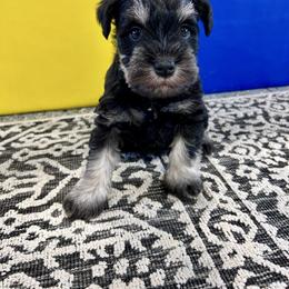 Green collar - Black and silver male Miniature Schnauzer puppy in Springfield, Tennessee from My Lovable Schnauzers