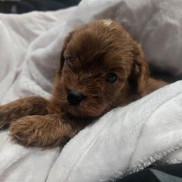 Boy 1 - Red male Cavapoo puppy in Knoxville, Tennessee from Shannan's Cavapoos