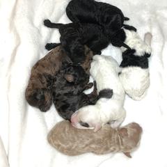 Goldendoodle and Springerdoodle Puppies from Springerdoodles Plus AZ