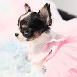 Bessie - Black and white female Chihuahua puppy in Wayland, Michigan from MI Chi