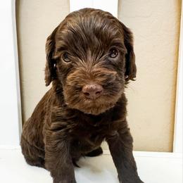 Thor - Chocolate male Goldendoodle puppy in Peoria, Arizona from Cactus Doods