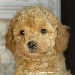 Cherry - female Cavapoochon puppy in Waldron, Arkansas from Kay’s Cutie Poos