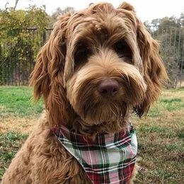 Ellie - Australian Labradoodle