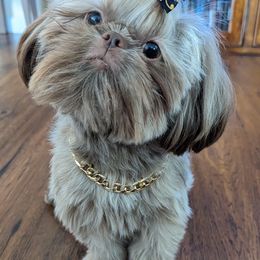 Shih Tzus from Topknot Shih Tzus