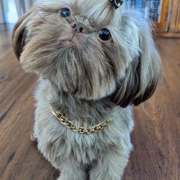 Shih Tzus from Topknot Shih Tzus