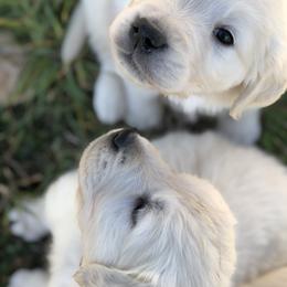 Golden Retriever Puppies from Brightside Goldens