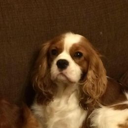 Cavalier King Charles Spaniels from Blu Skye Cavaliers