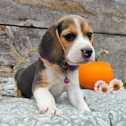 Patty - Black tan and white female Beagle puppy in Colville, Washington from Rosehaven Homestead