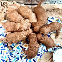 Cavapoo Puppies from Quentin