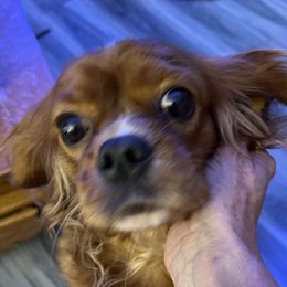 Roxy - Cavalier King Charles Spaniel