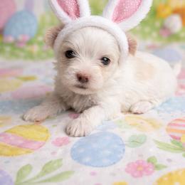 Rhiannon - White female Morkie puppy in Fall River, Massachusetts from Exquisite Babydoll Morkies and Yorkies
