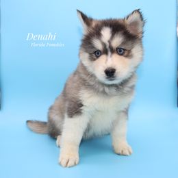 Pomsky Puppies from Florida Pomskies