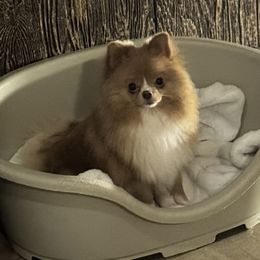 Dessa - Pomeranian