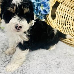 Max - Black tri-color male Aussiedoodle puppy in Hamilton, Michigan from White Pine Farm