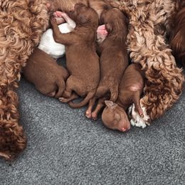 Cavapoo Puppies from Bri Saunders