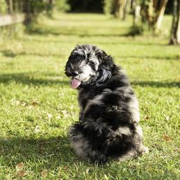 Cowboy - Merle male Goldendoodle puppy in Ocala, Florida from Hancock Place Doodles