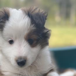 Bernese Mountain Dogs and Shetland Sheepdogs from Heslip Family Puppies