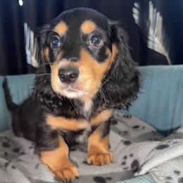Grookey - Black and tan male Dachshund puppy in Tampa, Florida from EntityDachs