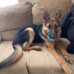 German Shepherd All Grown Up from Freiheit Von Himmel  Shepherds