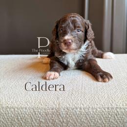 Caldera - Brown and white male Bernedoodle puppy in Tulsa, Oklahoma from The Poodle Co. Raising Doodles & Poodles