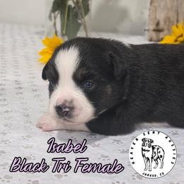 Isabel - Black tri female Miniature Australian Shepherd puppy in Jaroso, Colorado from Heaven Sent Aussies