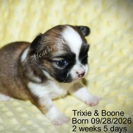 Sable Irish LH boy - Black sabled fawn male Chihuahua puppy in Linden, Kentucky from Warfenburg
