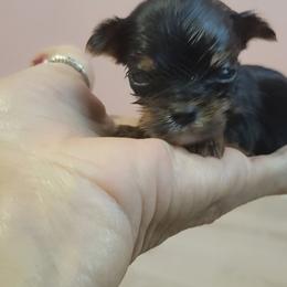 Hercules - Black and tan male Yorkshire Terrier puppy in Chickasha, Oklahoma from SISSYS YORKIES