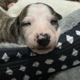 Sakura - White and fawn brindle female Whippet puppy in Winter Garden, Florida from Infinity Whippets