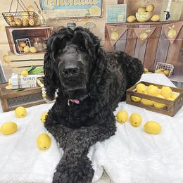 Marley - Goldendoodle