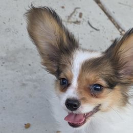 Papillons from Disyre Papillons