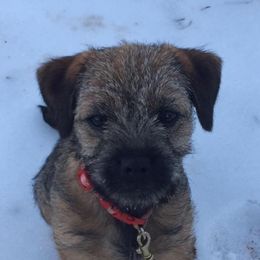 Border Terriers from Ups ‘N Downs Border Terriers